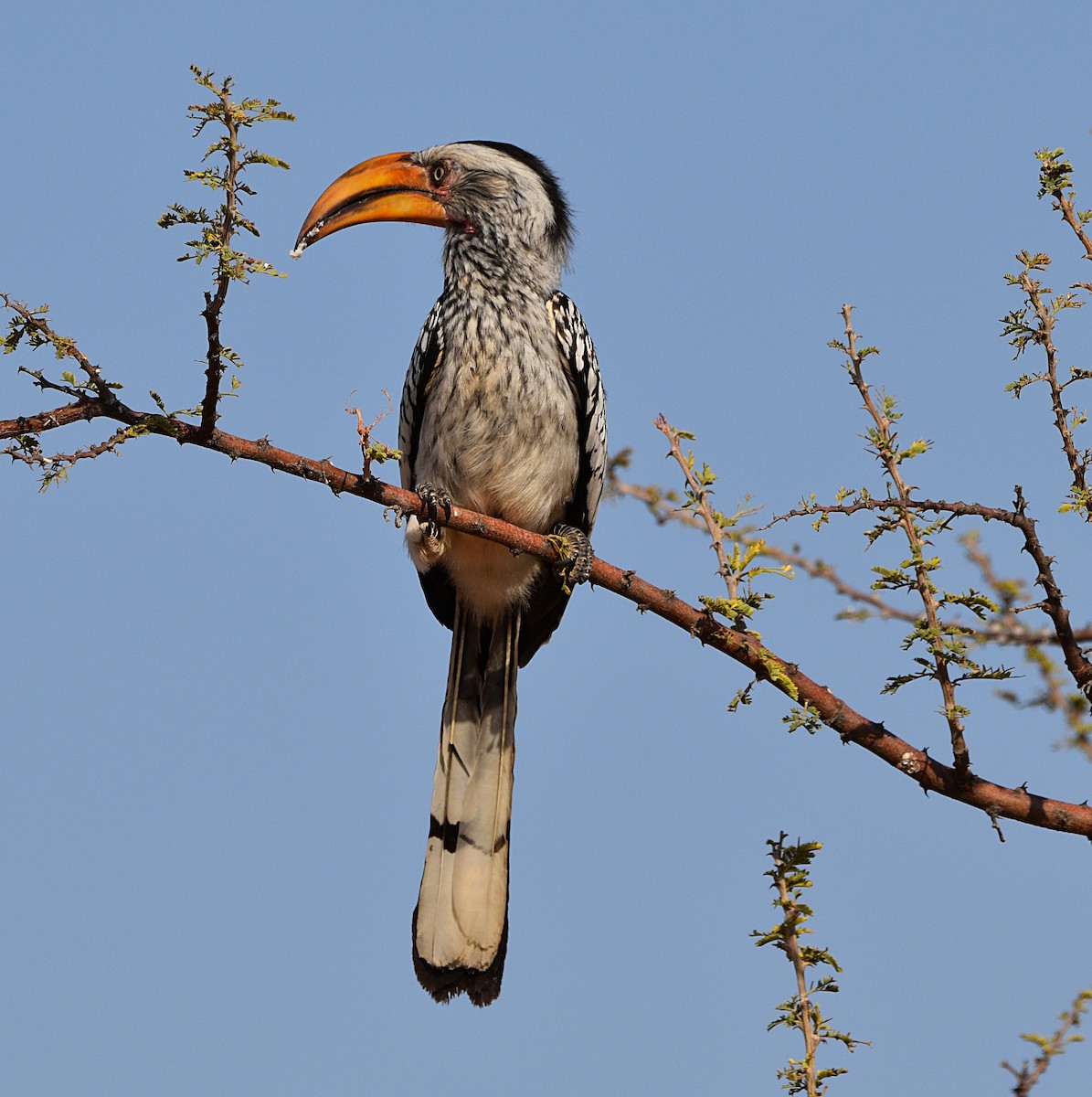 Southern Yellow-billed Hornbill - ML485365791