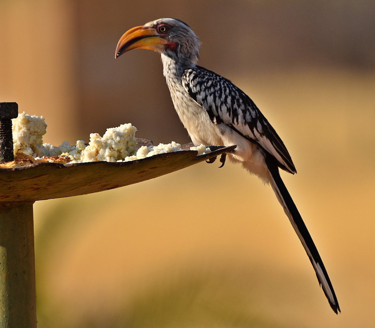 Southern Yellow-billed Hornbill - ML485365841