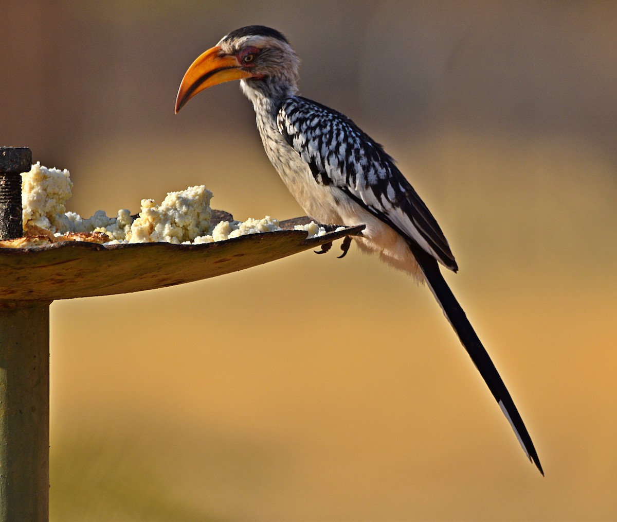 Southern Yellow-billed Hornbill - ML485366261