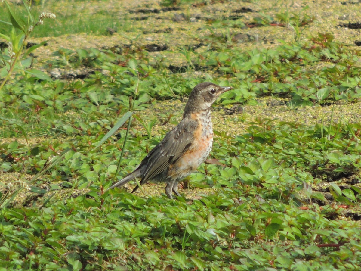 American Robin - ML485366841