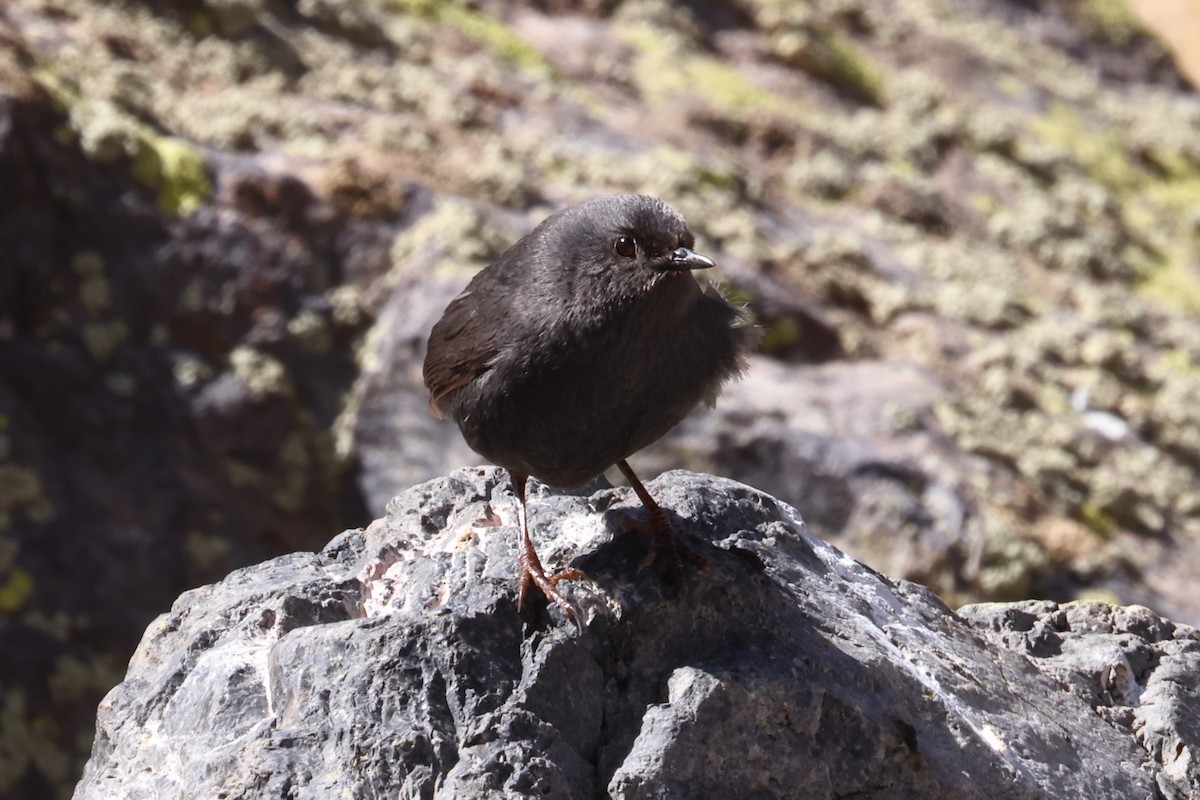 Magellanic Tapaculo - ML485368281