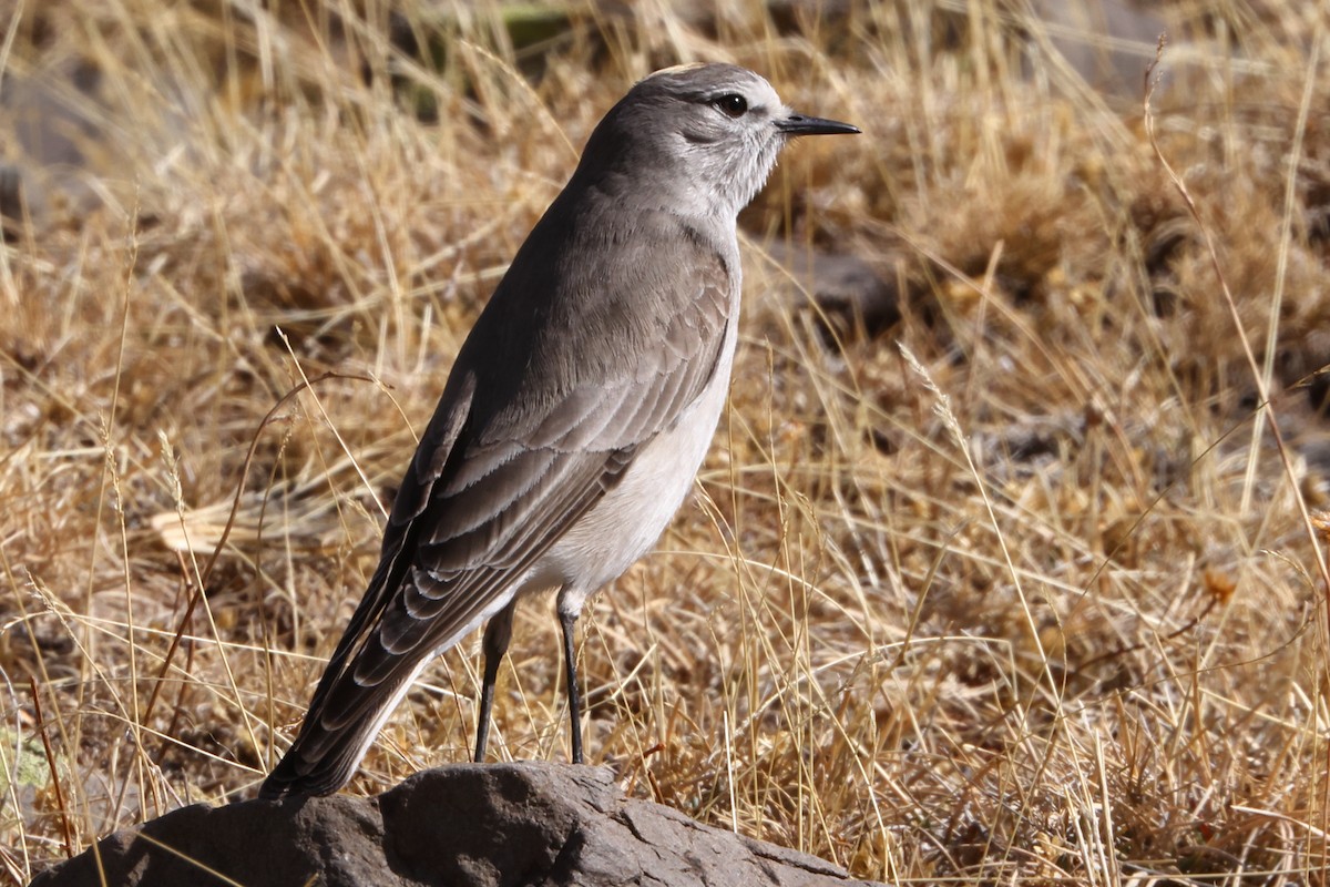 Ochre-naped Ground-Tyrant - ML485368521