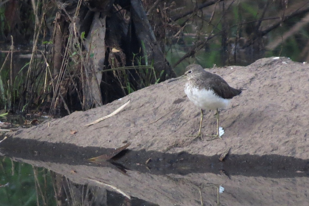 Green Sandpiper - ML48536861