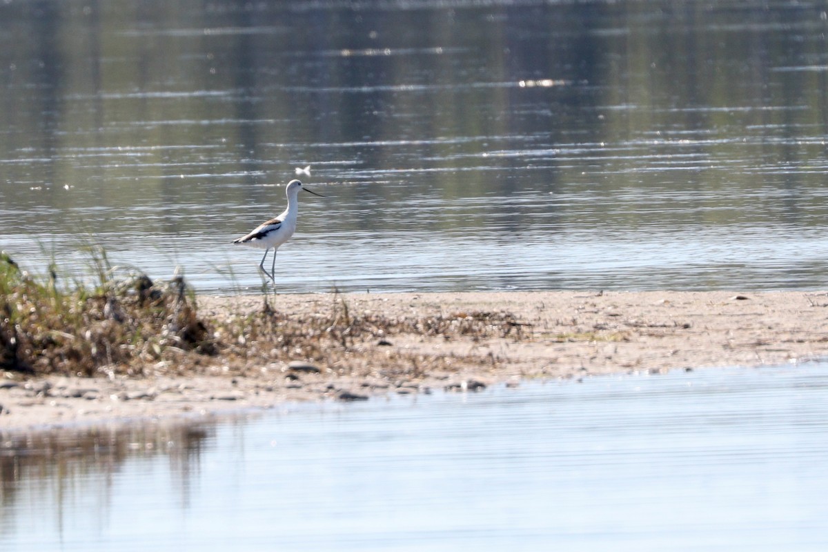 Braunhals-Säbelschnäbler - ML485368961