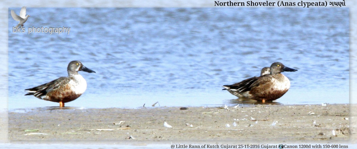 Northern Shoveler - ML48536921