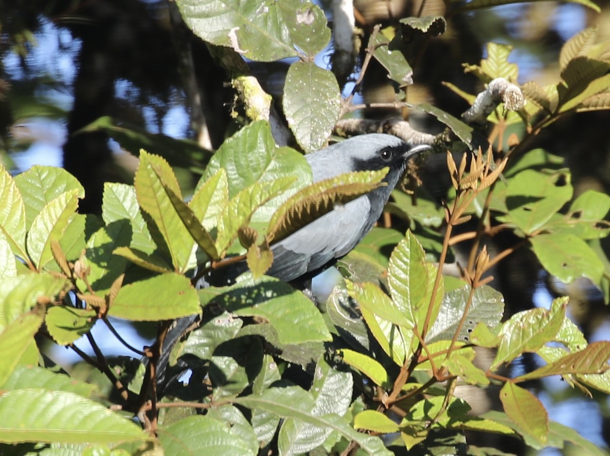 Hooded Cuckooshrike - ML485369461