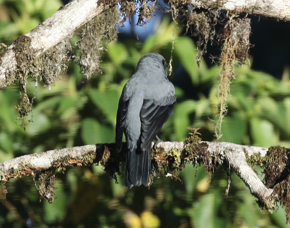 Hooded Cuckooshrike - Mike O'Malley