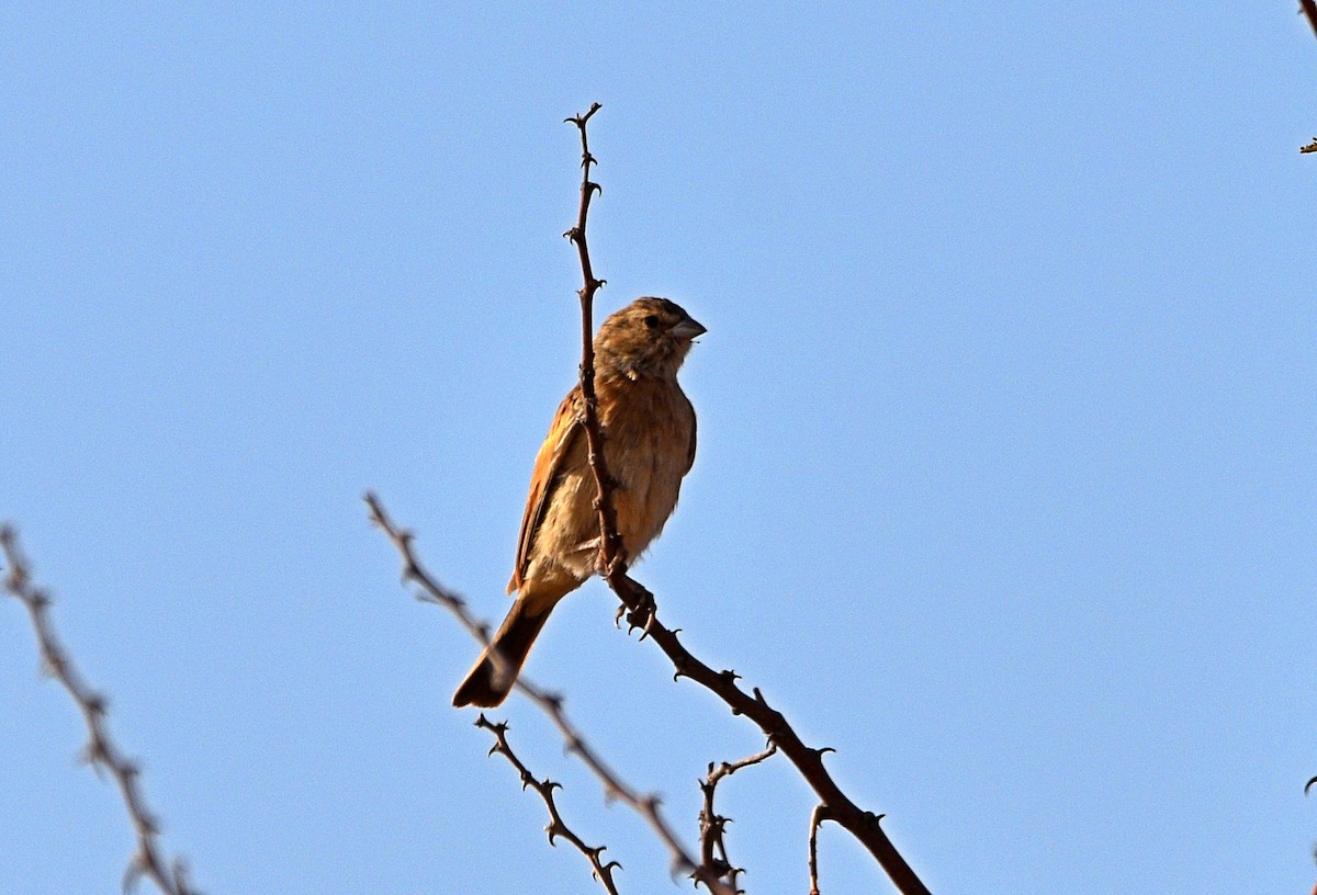 Lark-like Bunting - ML485370761