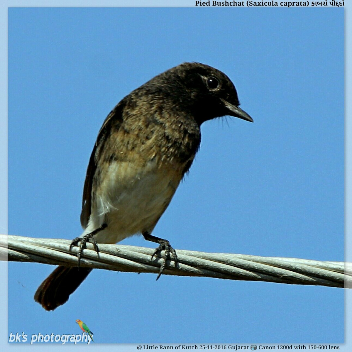 Pied Bushchat - ML48537101