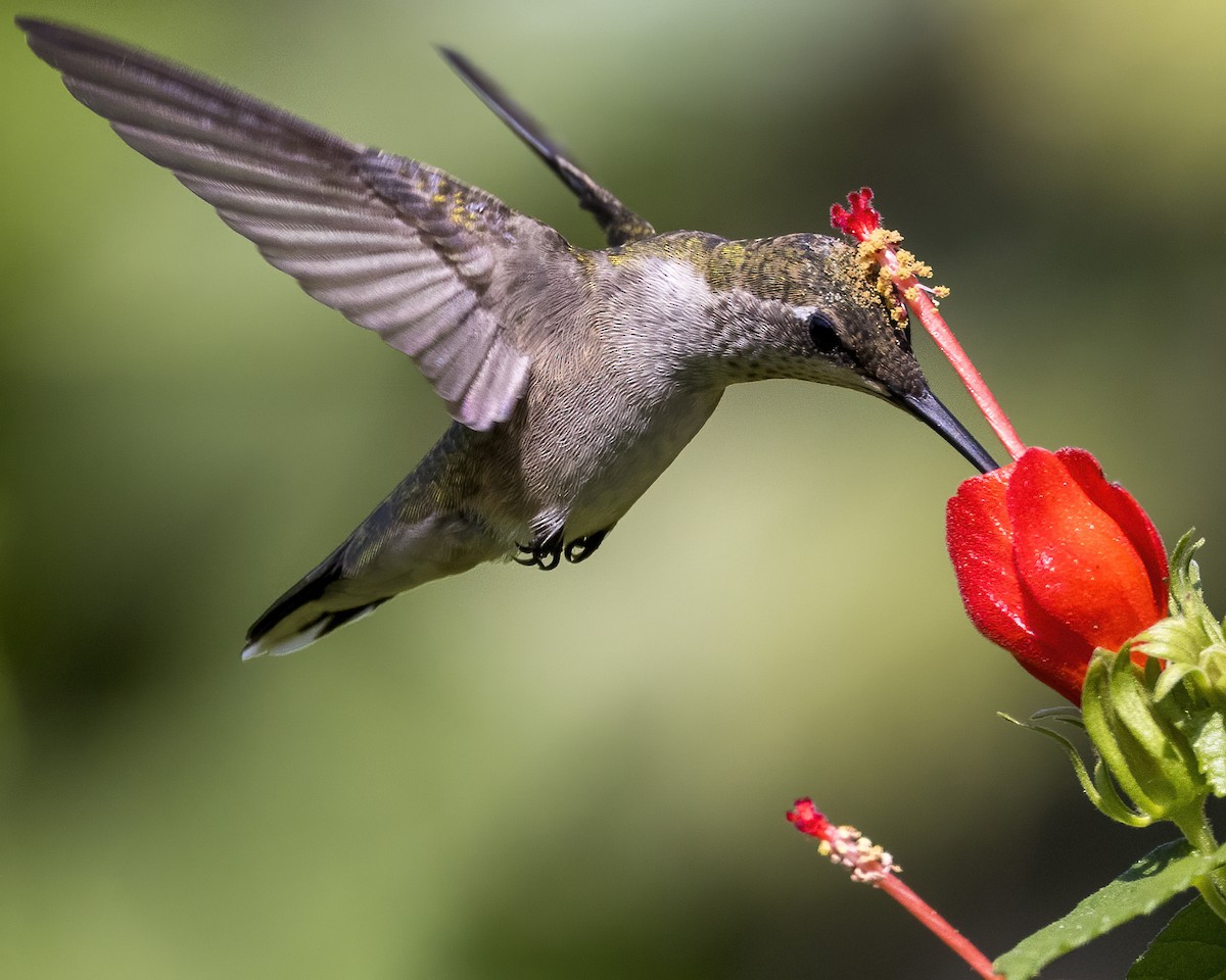 Ruby-throated Hummingbird - ML485371811