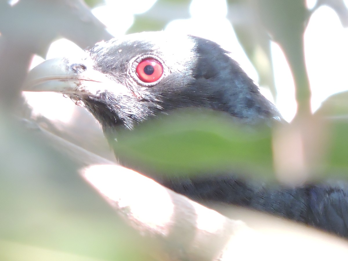 Asian Koel - ML48537261