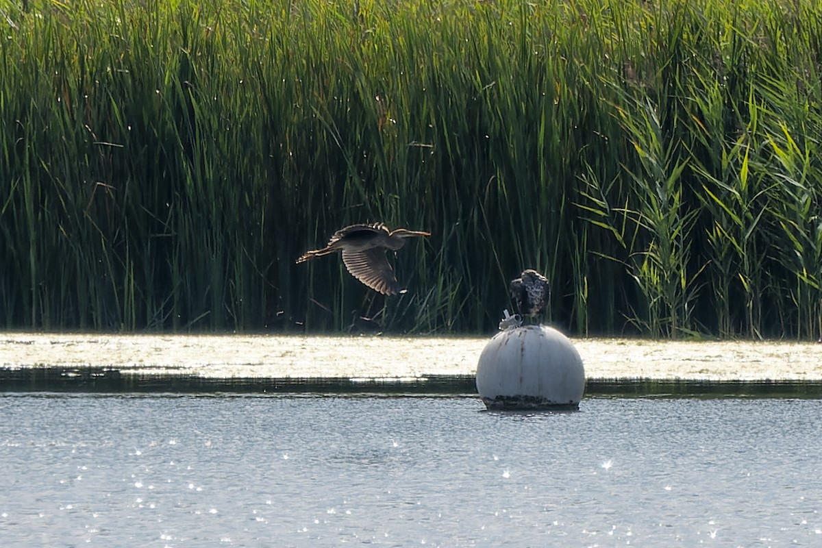 Purple Heron - ML485373101