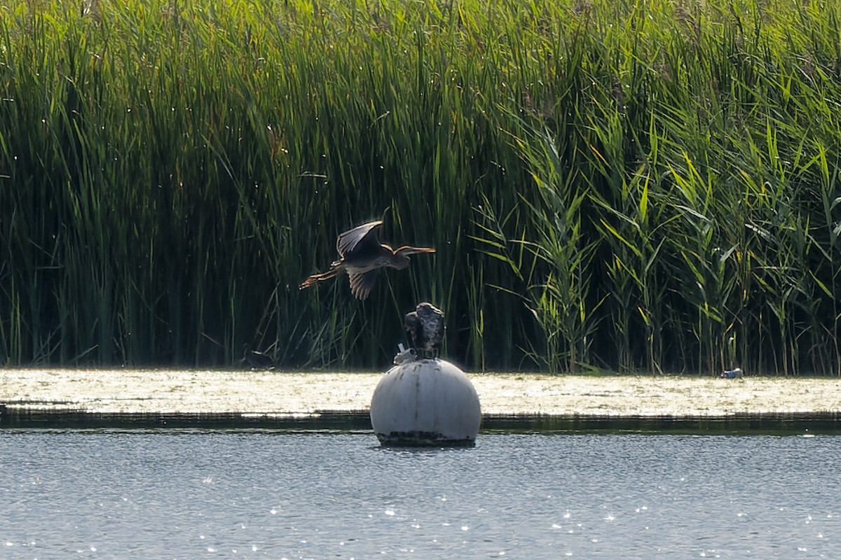 Purple Heron - ML485373111