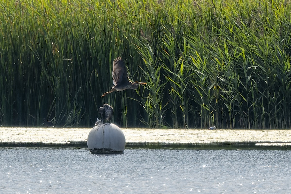 Зээрд дэглий - ML485373121