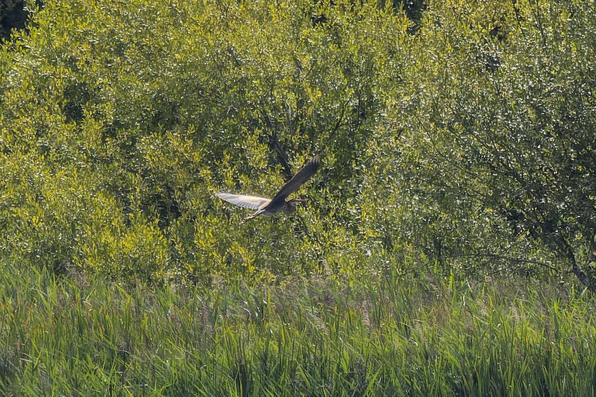 Зээрд дэглий - ML485373331