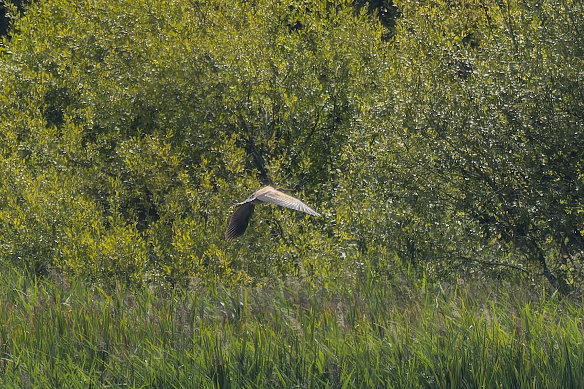 Purple Heron - ML485373341