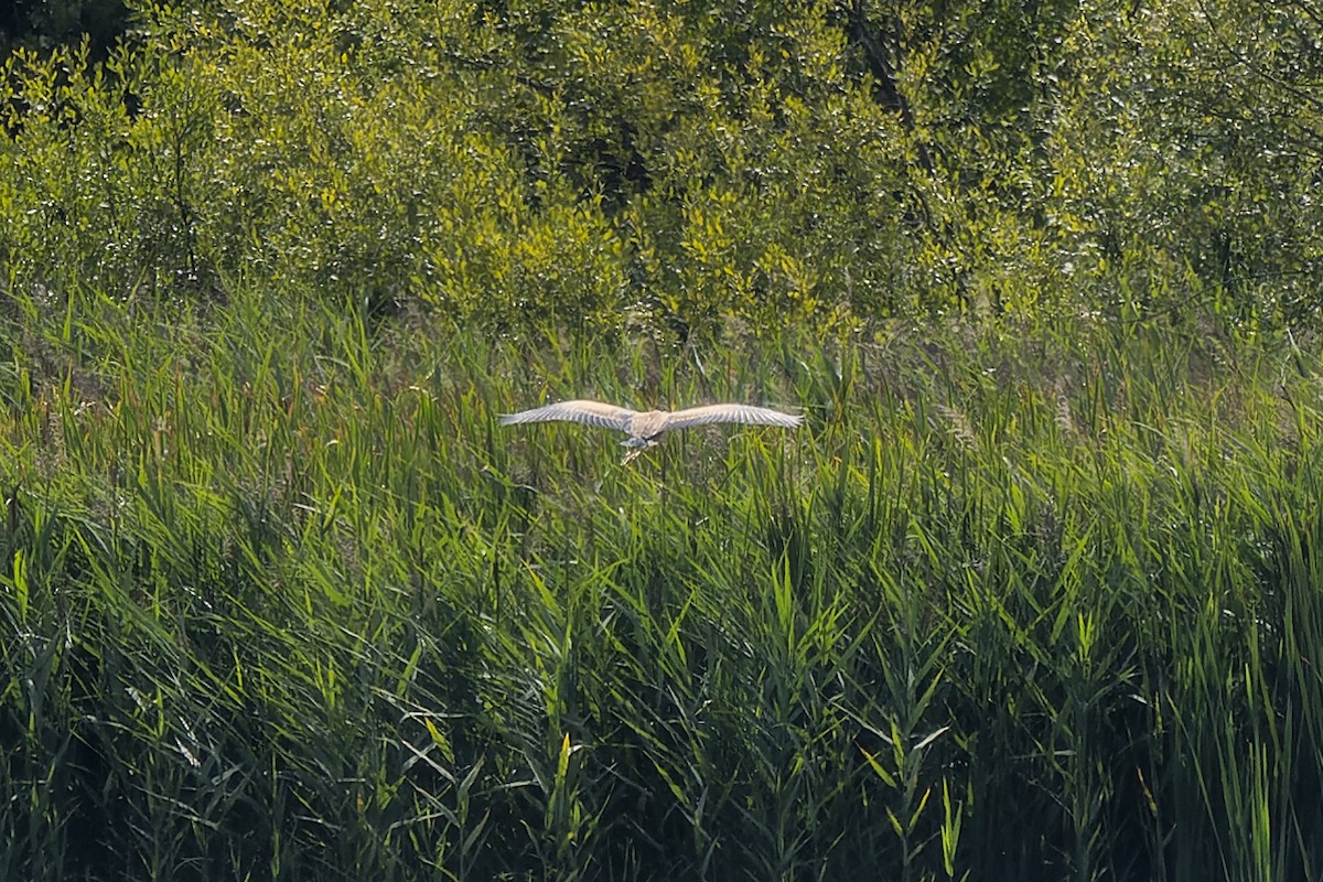 Зээрд дэглий - ML485373351