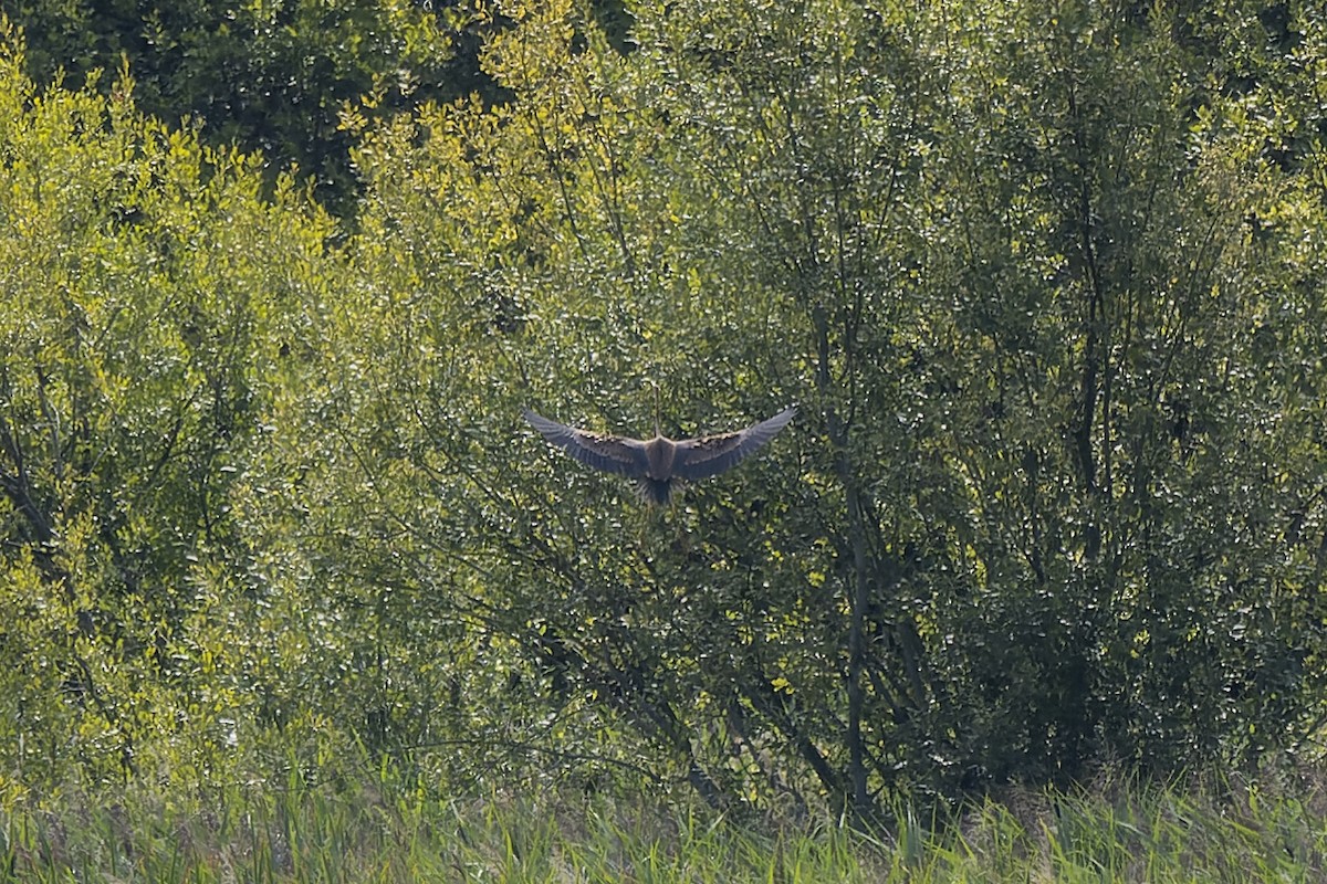 Зээрд дэглий - ML485373361