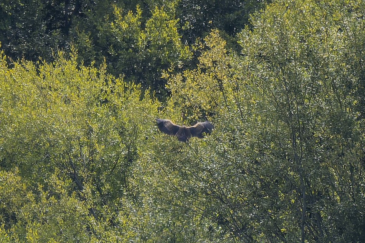 Purple Heron - Magnus Andersson