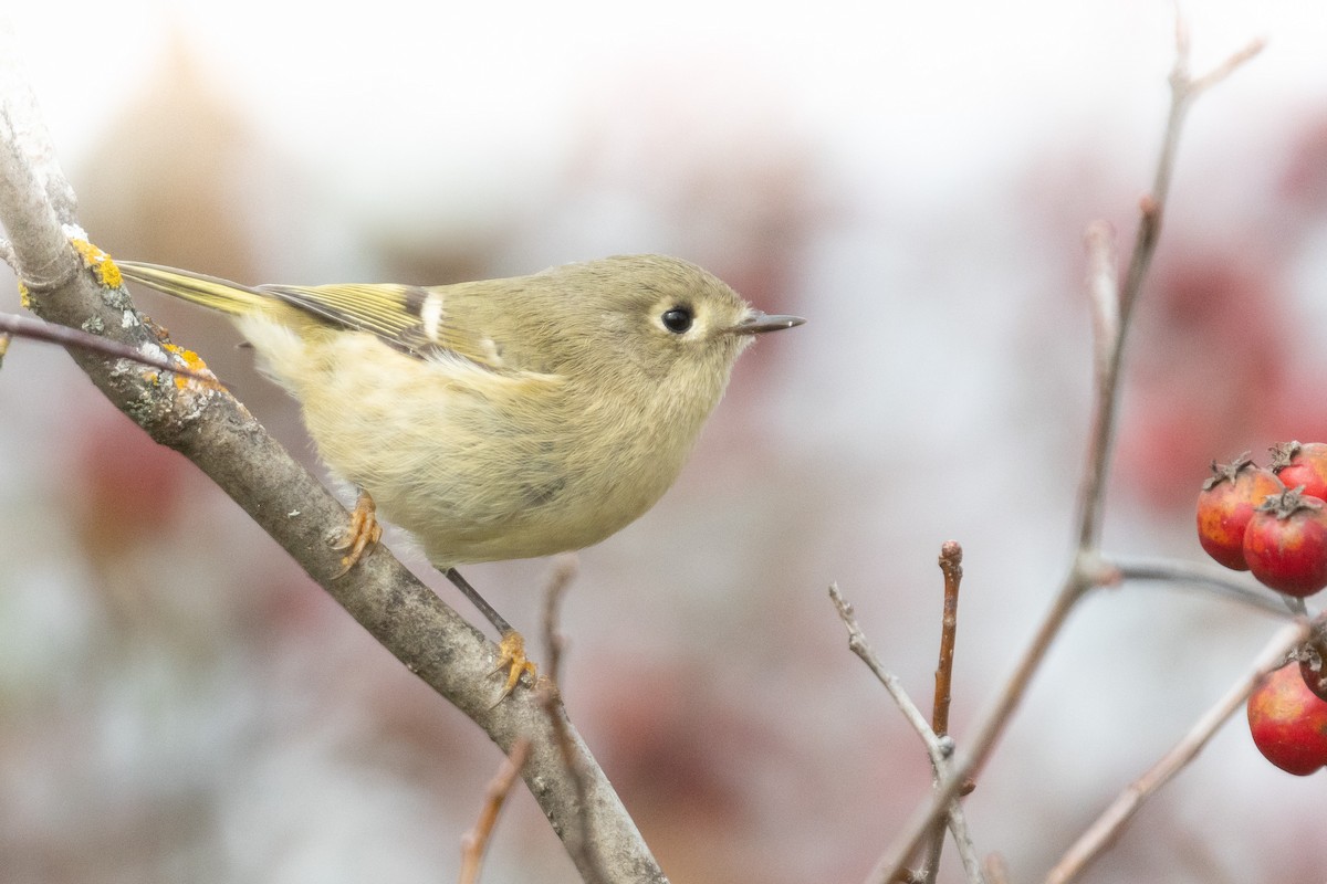 Ruby-crowned Kinglet - Miriam Baril