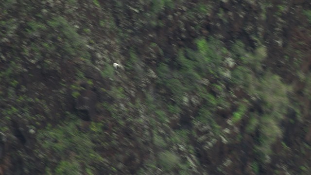 White-tailed Tropicbird (Pacific) - ML485374