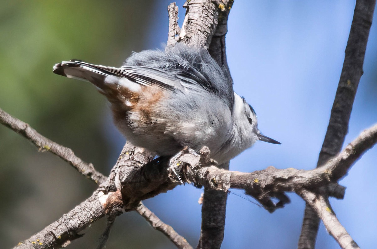 White-breasted Nuthatch - ML485374161