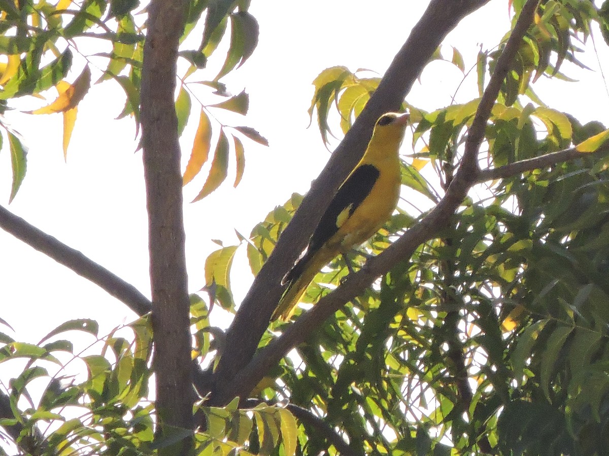 Indian Golden Oriole - MANOJ DEORE