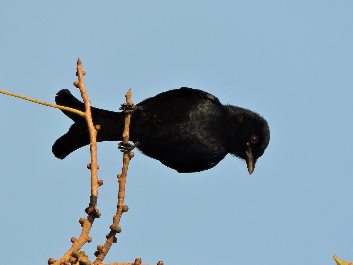 Black Drongo - MANOJ DEORE