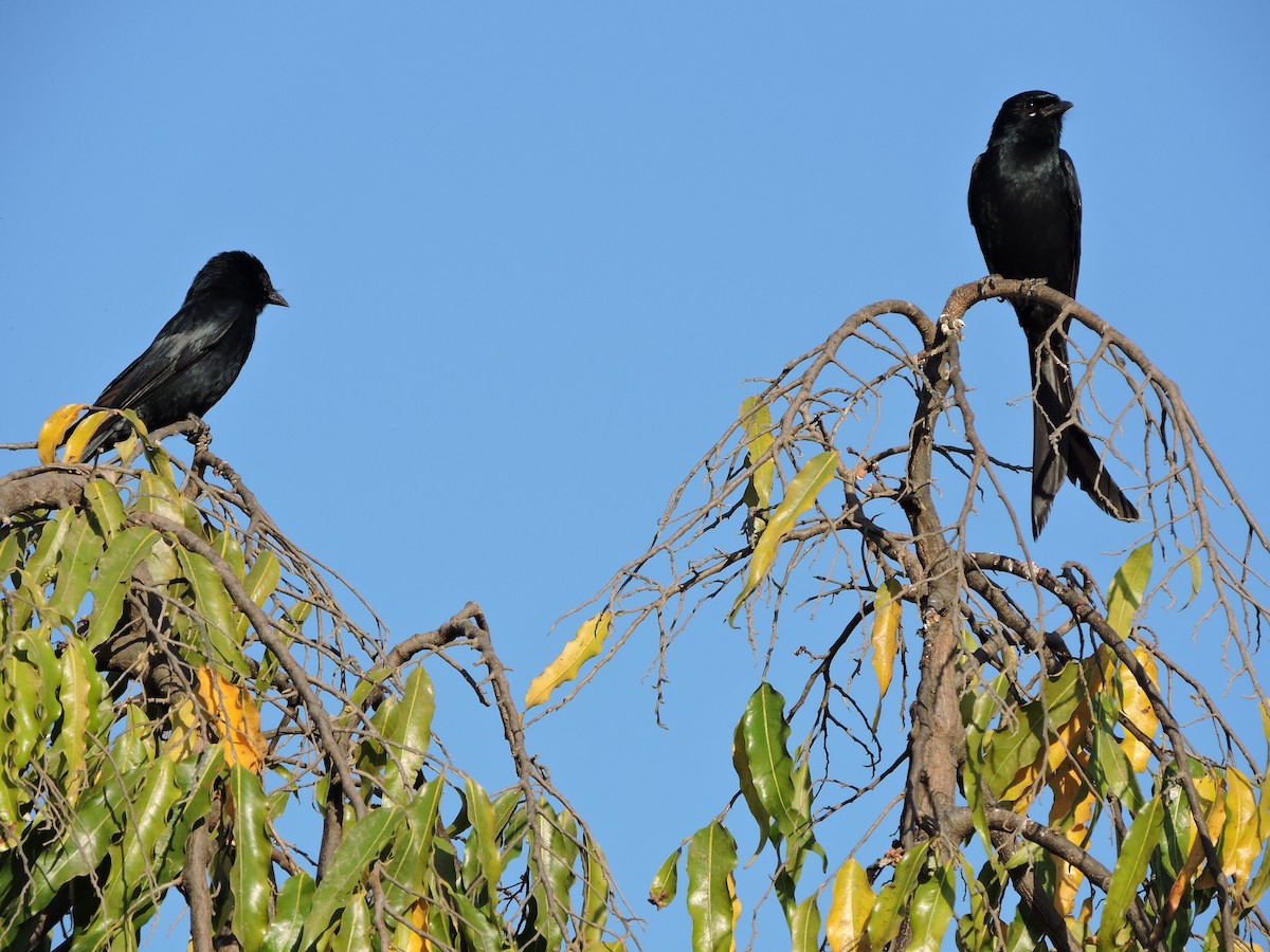 Black Drongo - ML48537491