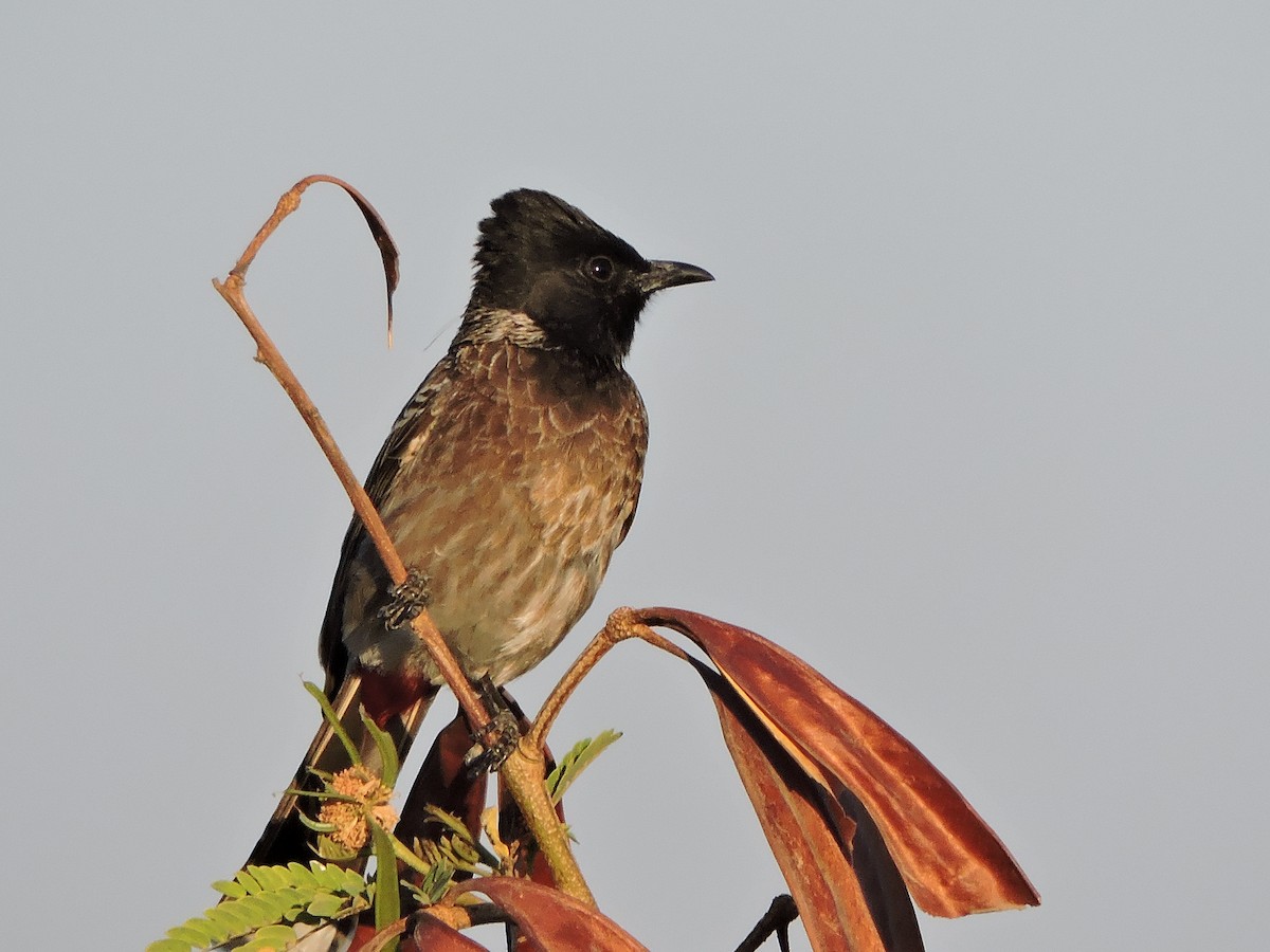 Bulbul à ventre rouge - ML48537541