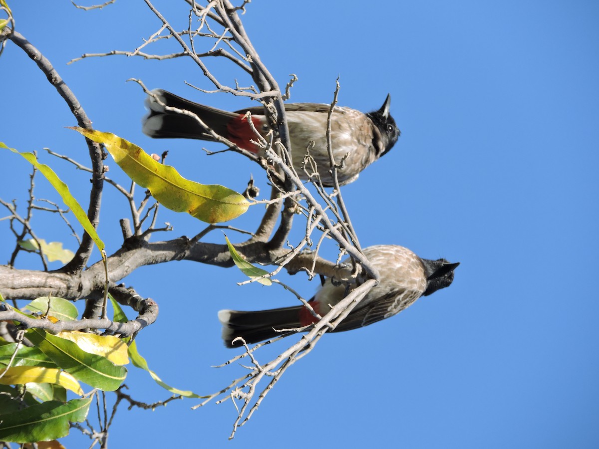 Bulbul à ventre rouge - ML48537561