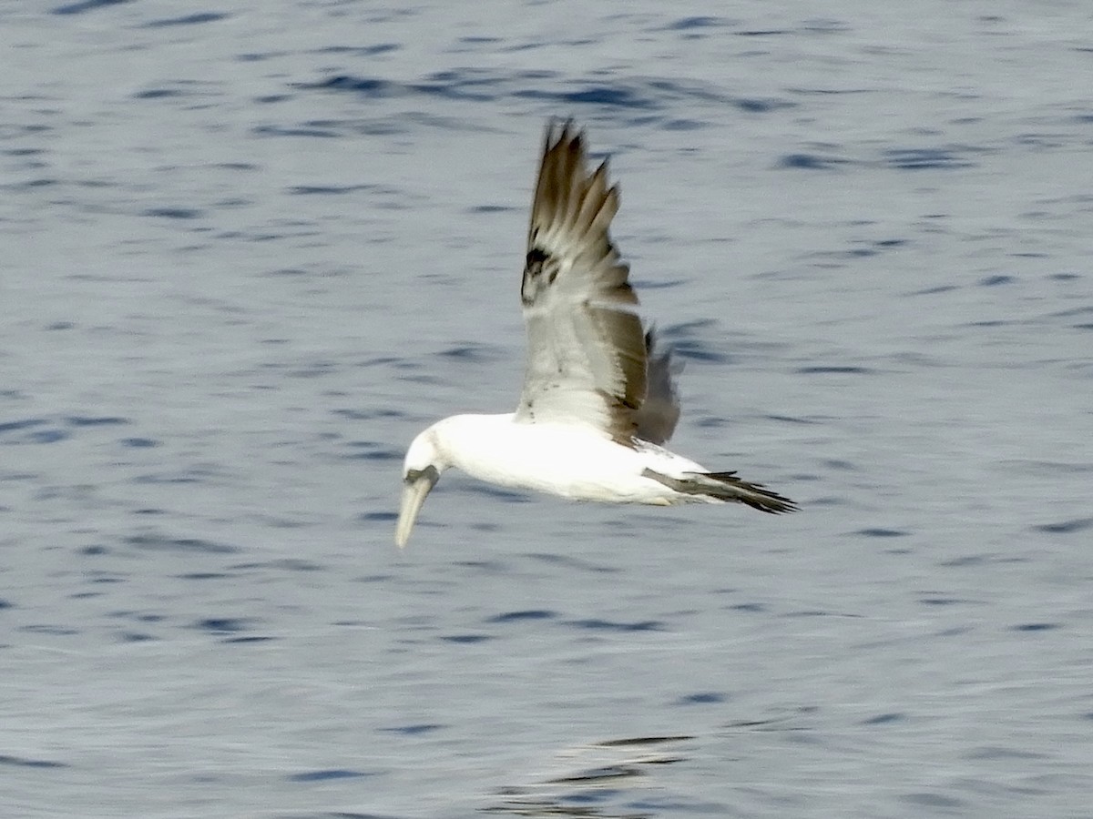 Masked Booby - ML485375841
