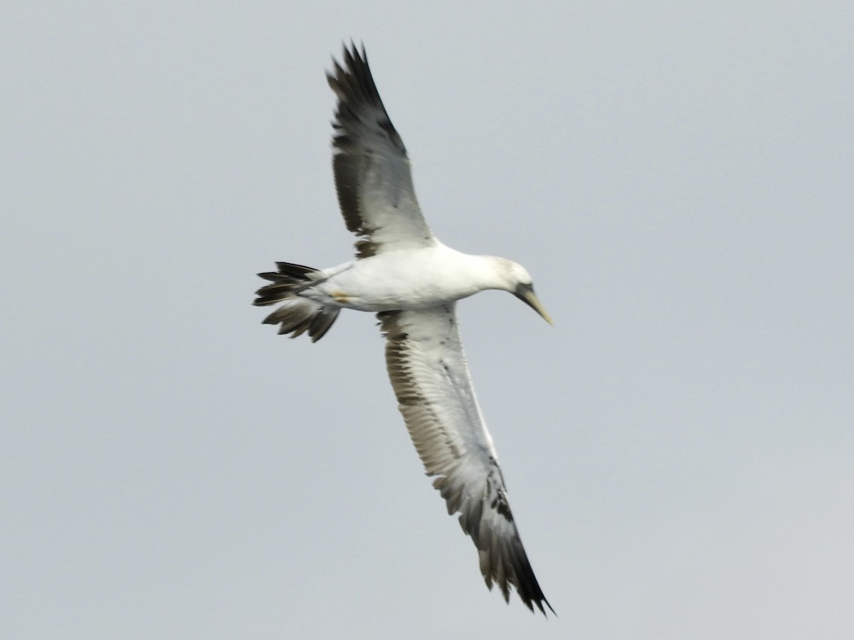 Masked Booby - ML485375871