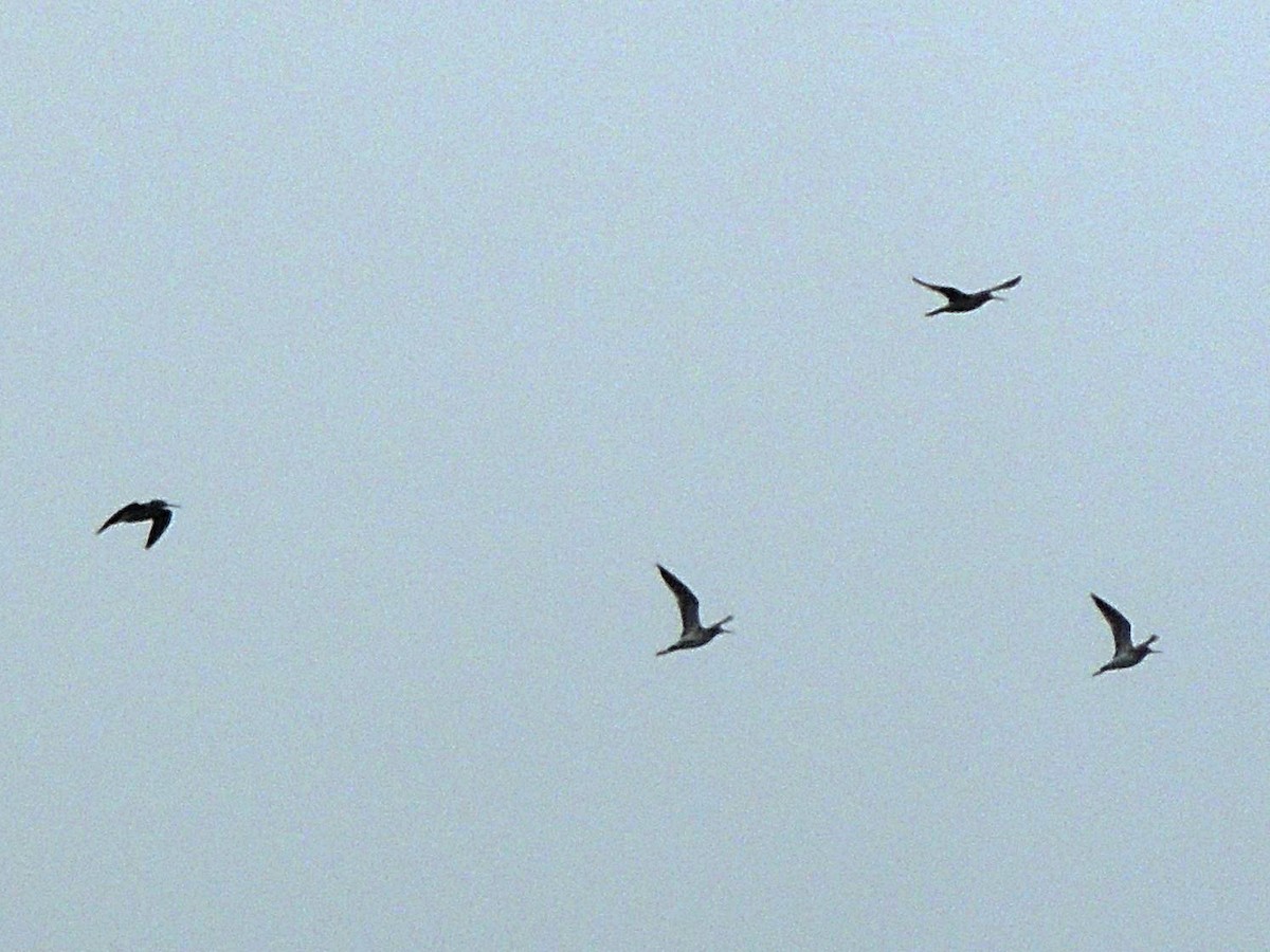 Greater Yellowlegs - ML485376461