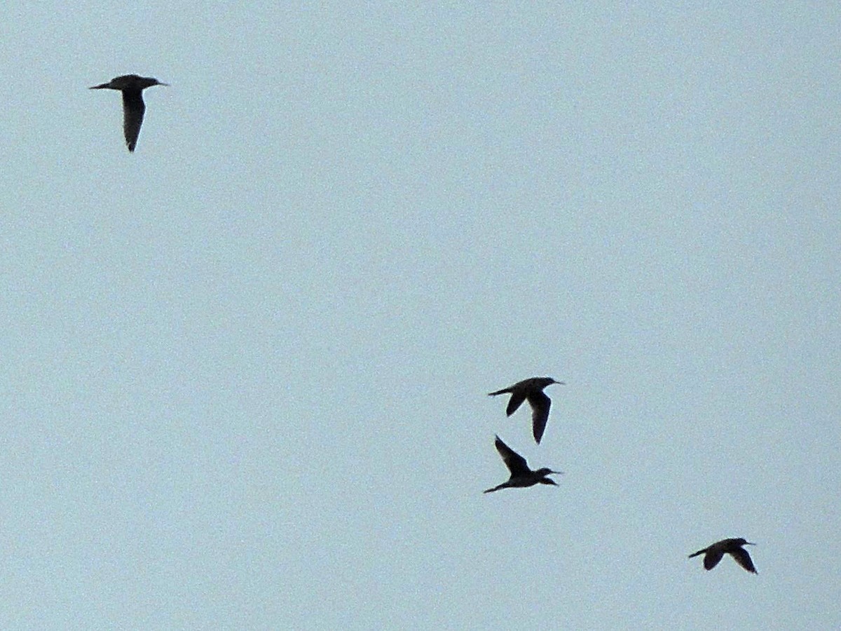 Greater Yellowlegs - Simón Pla García