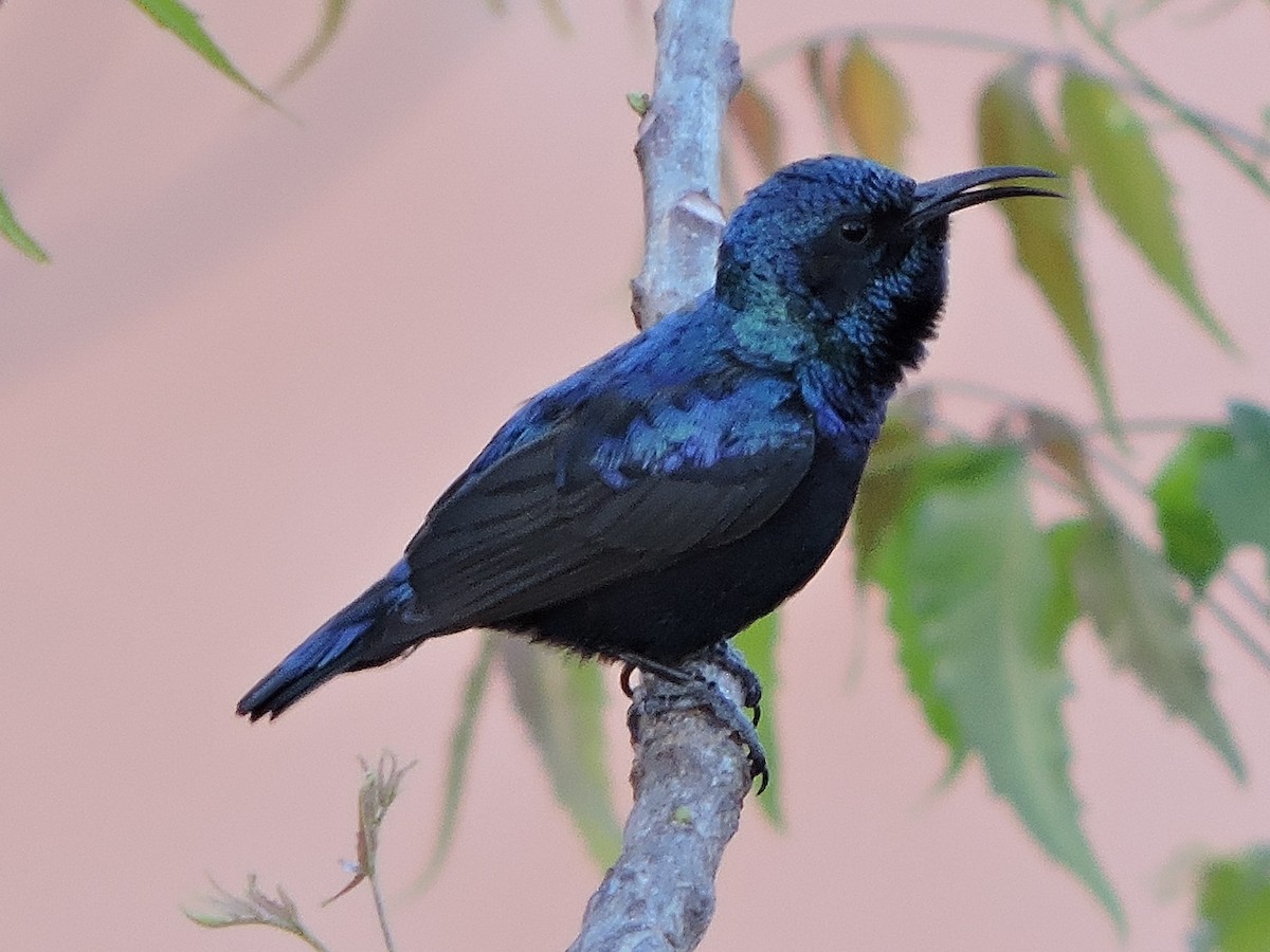 Purple Sunbird - MANOJ DEORE