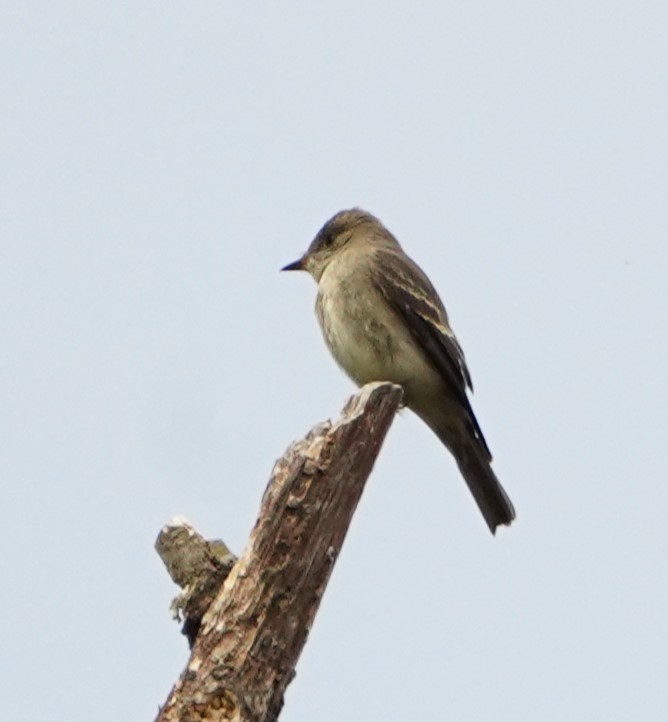 Western Wood-Pewee - ML485376881