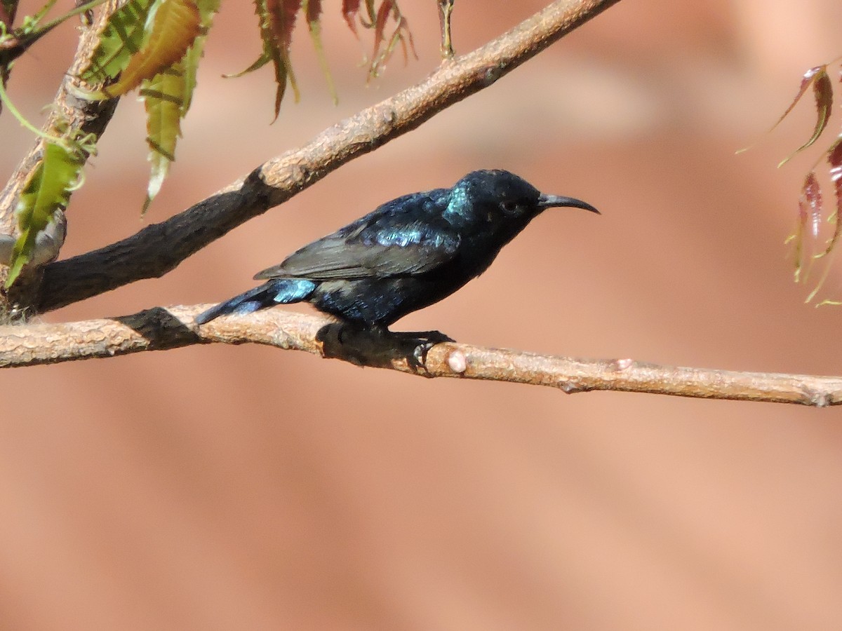 Purple Sunbird - MANOJ DEORE