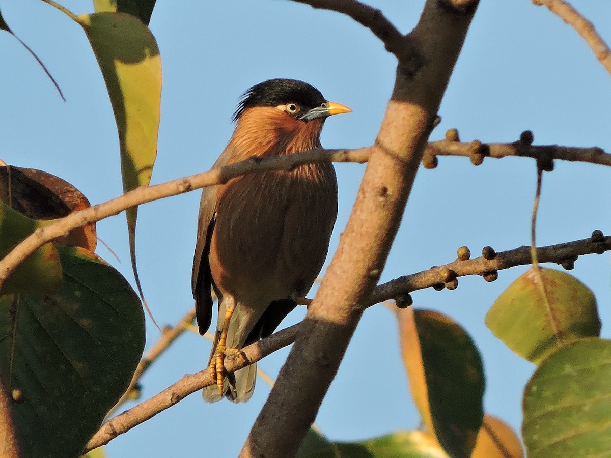 Brahminy Starling - MANOJ DEORE