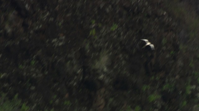White-tailed Tropicbird (Pacific) - ML485378