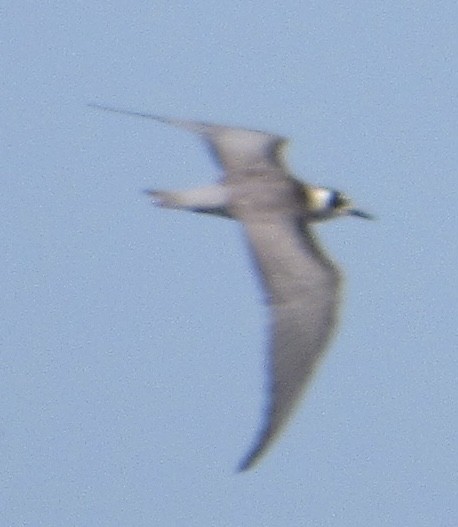 Black Tern - Shawn Johnson