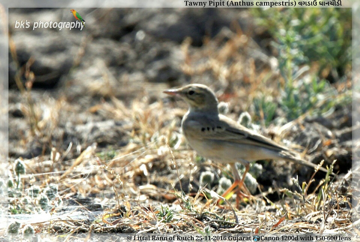 Tawny Pipit - ML48538081