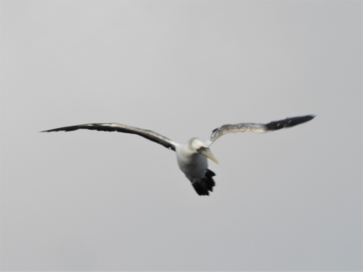 Masked Booby - ML485380891
