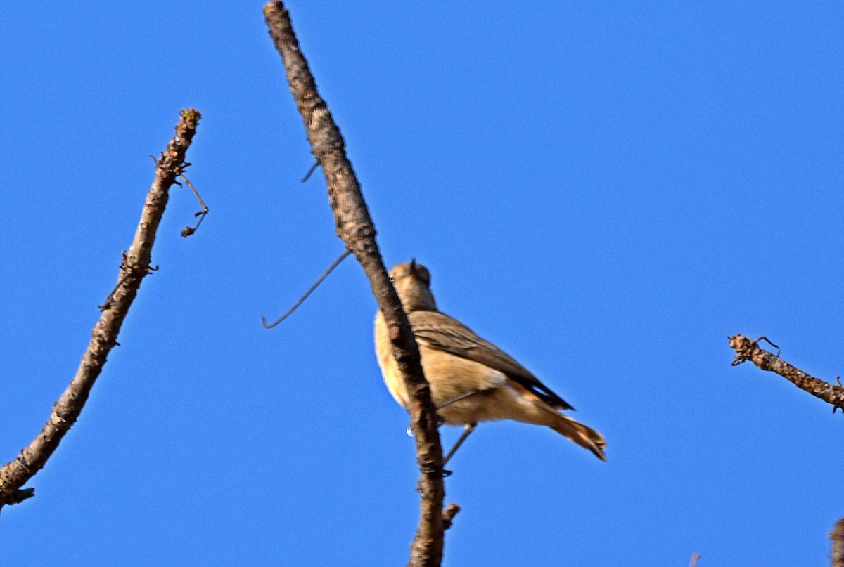 Lesser Swamp Warbler - Joao Freitas