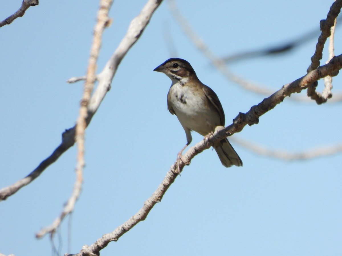 Lark Sparrow - ML485381631