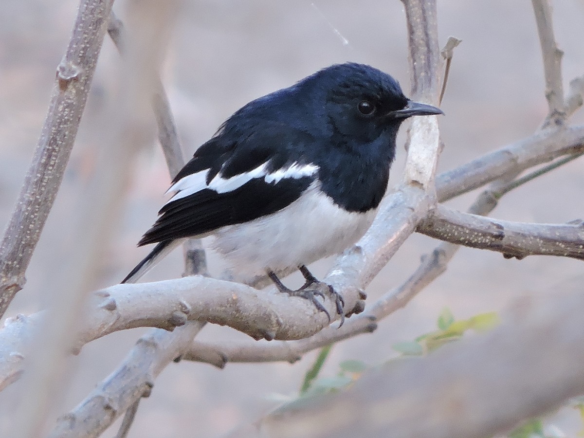 Oriental Magpie-Robin - MANOJ DEORE