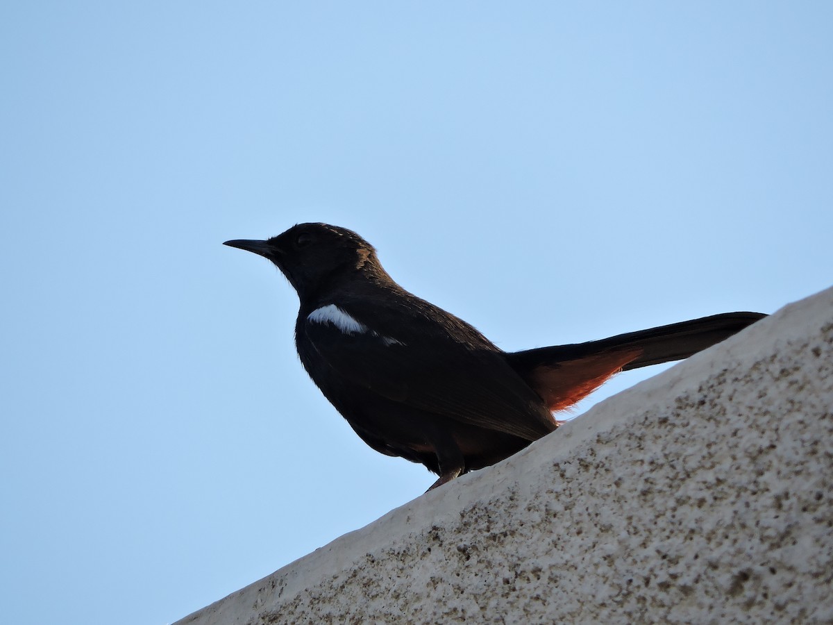 Indian Robin - ML48538311