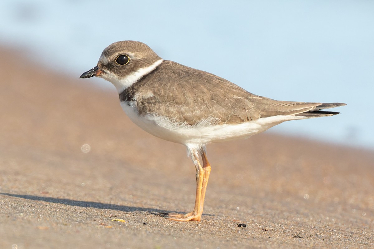 Semipalmated Plover - ML485383201