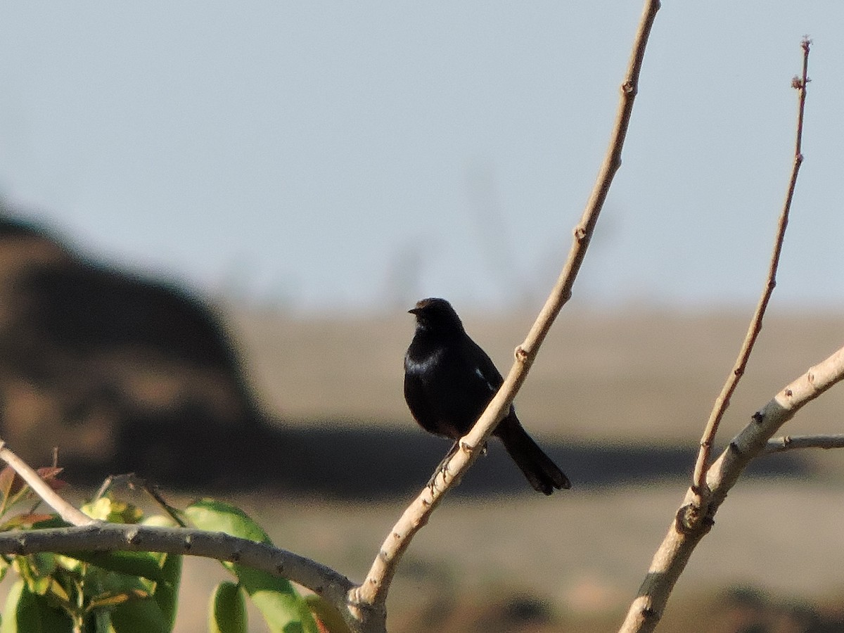 Indian Robin - ML48538321