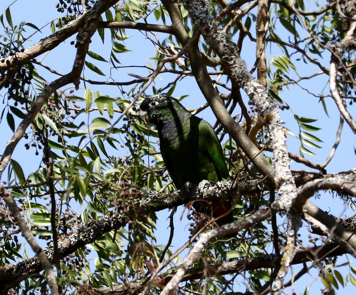 アケボノインコモドキ - ML485383321